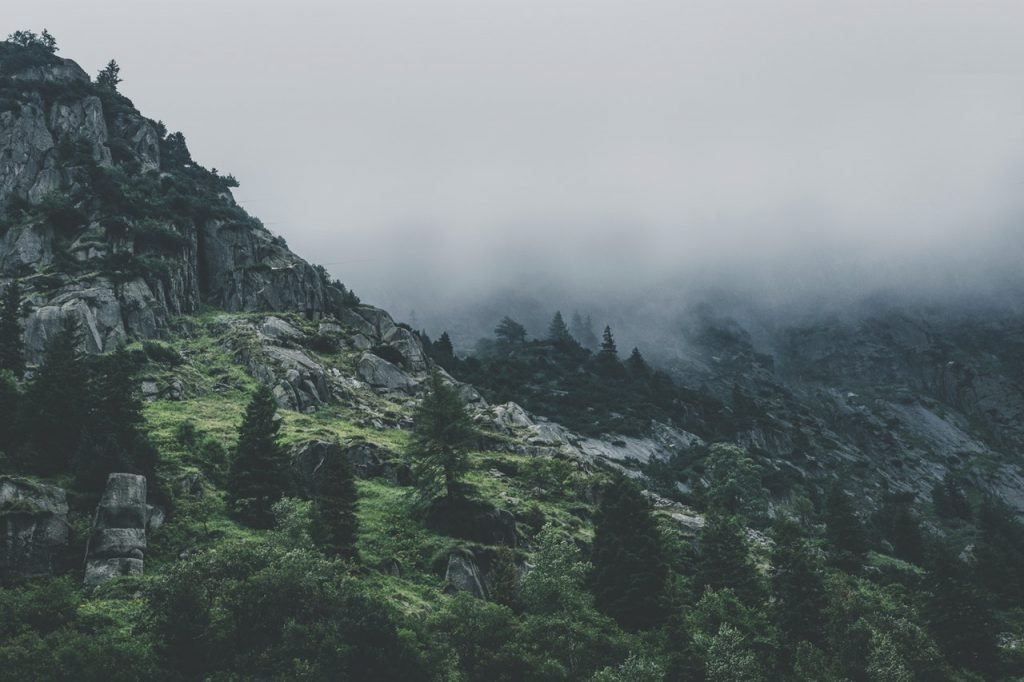 Services Green Leafed Trees During Fog Time 167684 1024x682 1